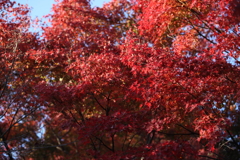 12月6日 須磨離宮公園 19