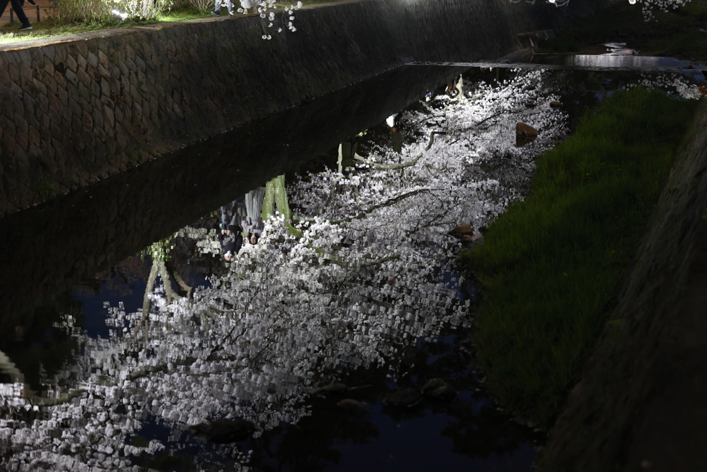 4月2日 夙川河川敷公園 22