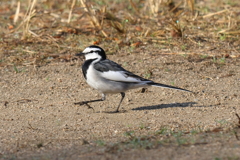 12月10日 明石公園 ９