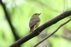 4月29日 大阪城公園 13