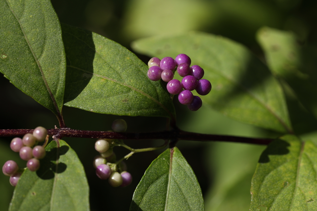 9月21日 布引ハーブ園 28