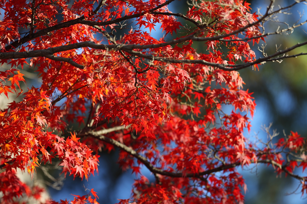 12月3日 夙川河川敷緑地 ７