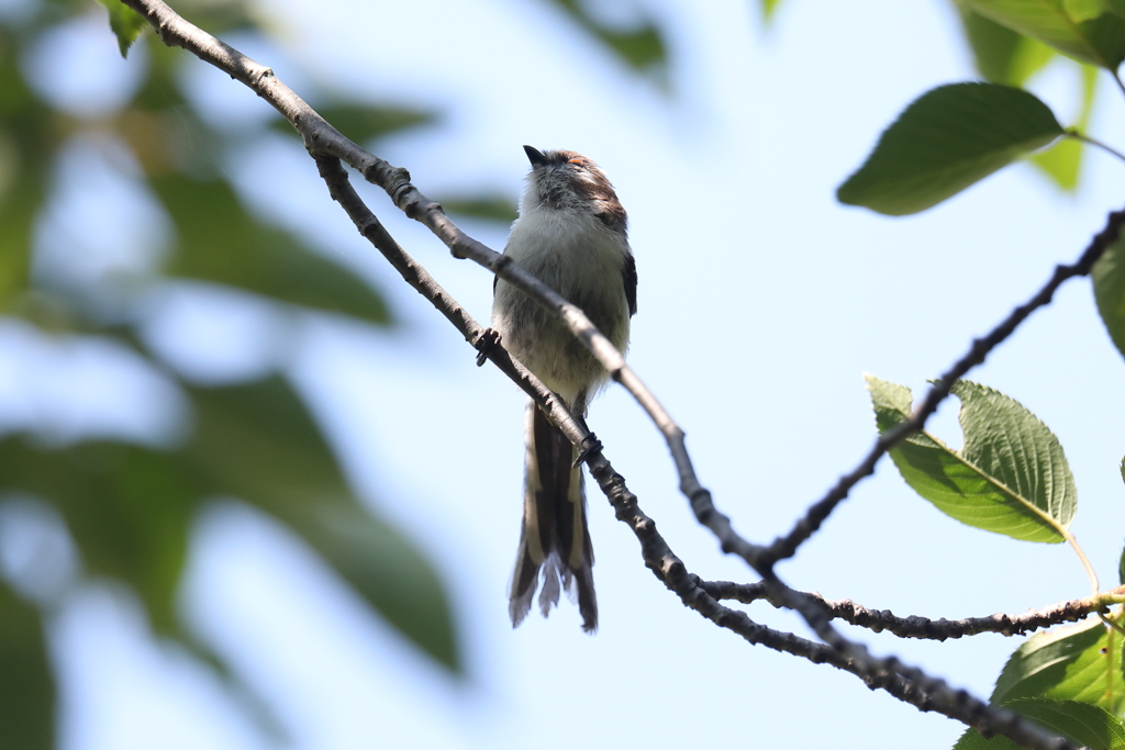 5月30日 明石公園 ５