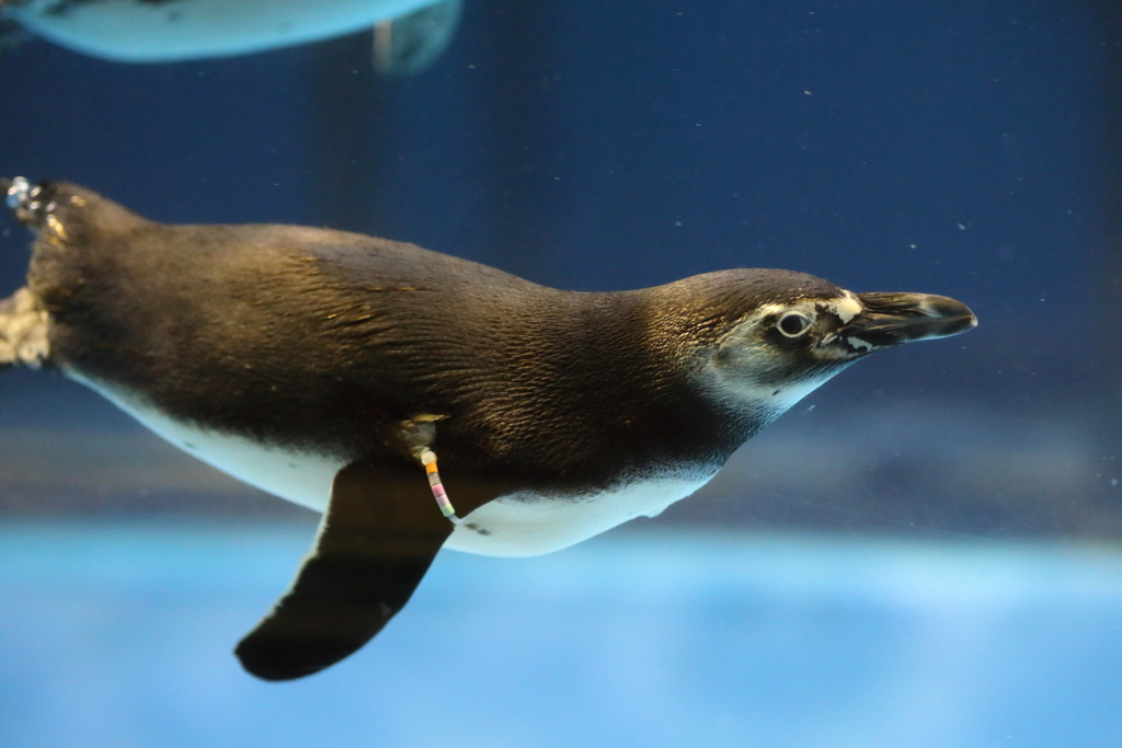 6月11日 須磨海浜水族園 38