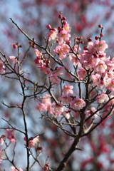 2月13日 岡本梅林公園 ５