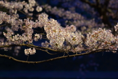 4月7日 夙川 17
