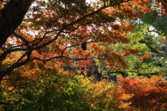 11月16日 相楽園 16