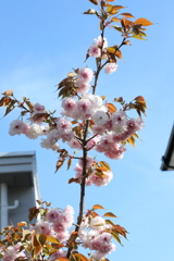 4月10日 散歩 ５