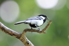 5月21日 明石公園 11