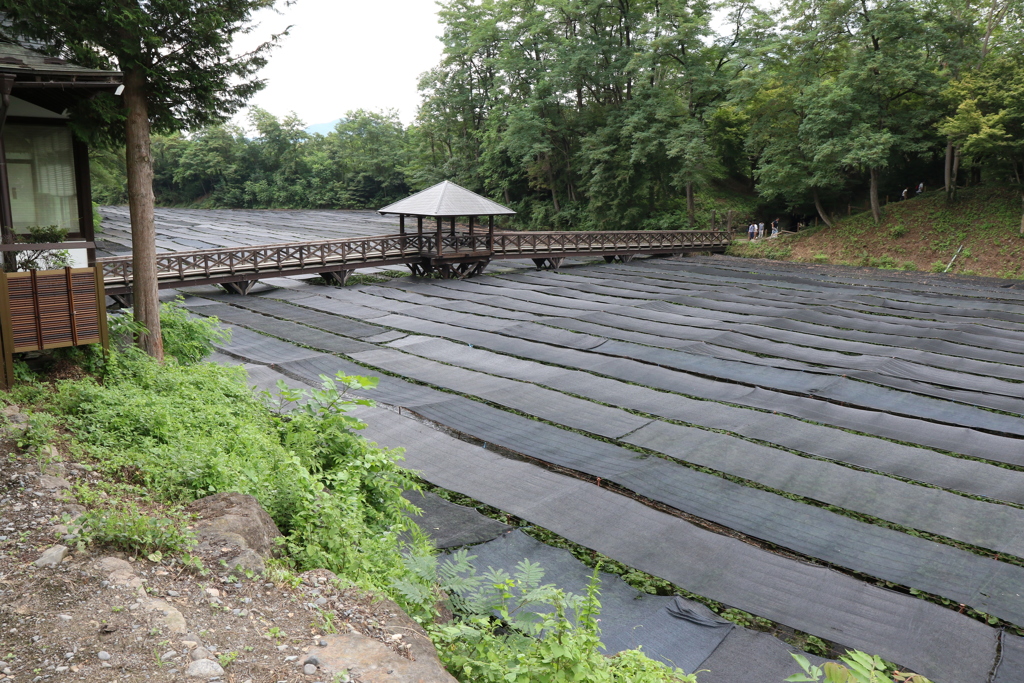 8月11日 大王わさび農場 １