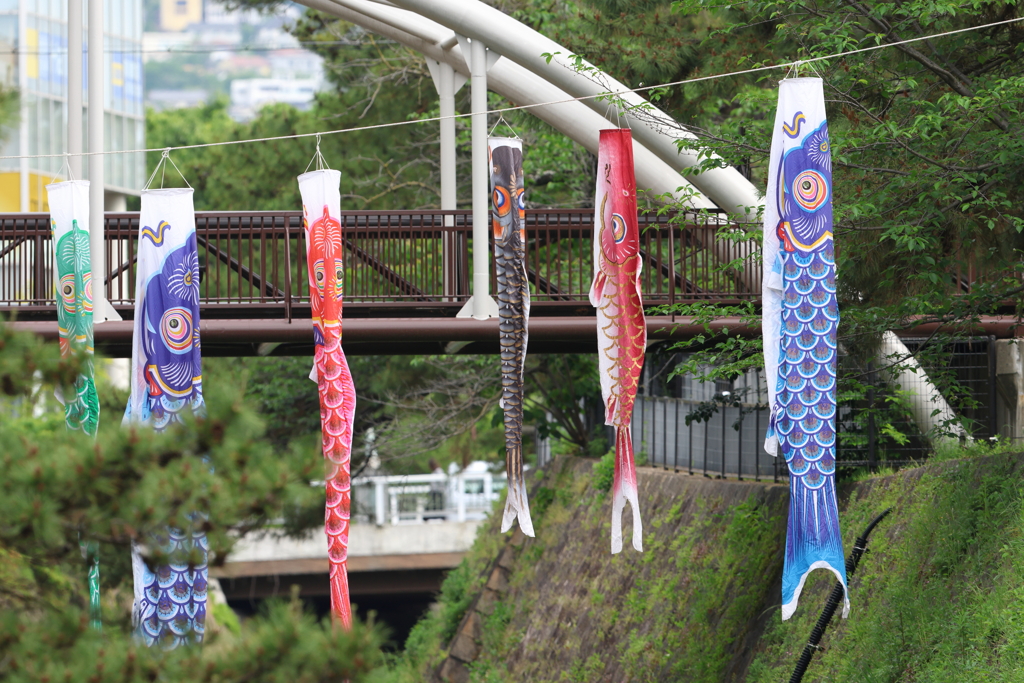 5月6日 夙川河川敷緑地 １