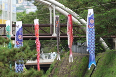 5月6日 夙川河川敷緑地 １