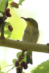 5月23日 明石公園 12