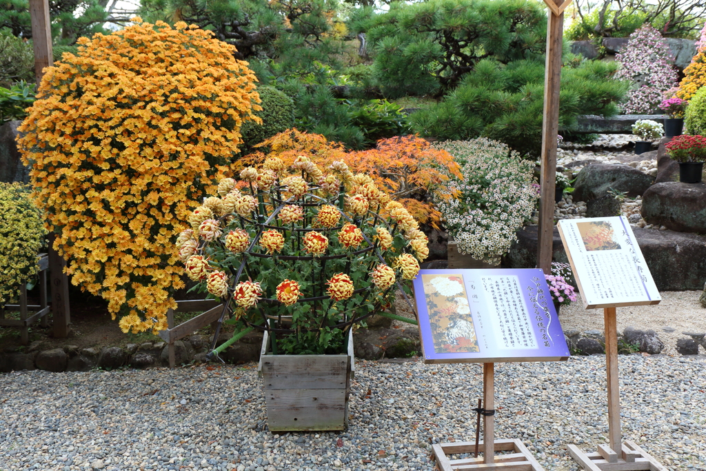 11月21日 相楽園 １