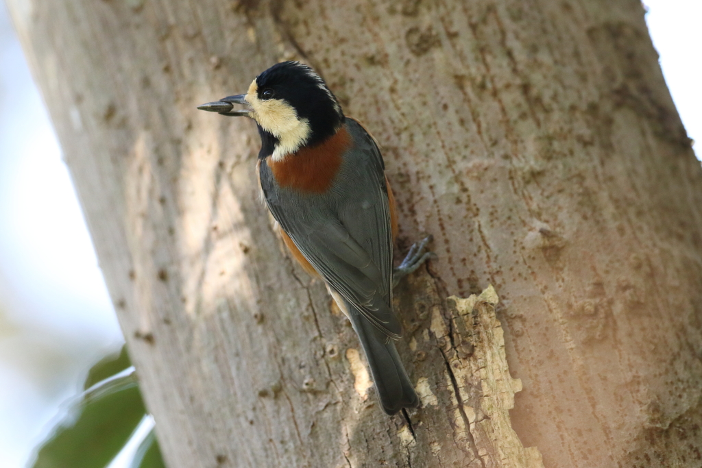 12月25日 明石公園 ６