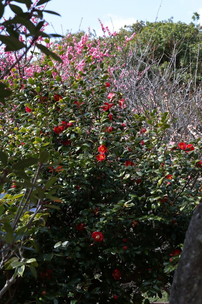 3月5日 岡本公園 24