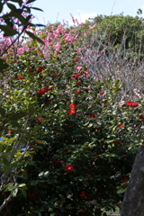 3月5日 岡本公園 24