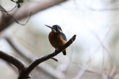 1月15日 明石公園 21