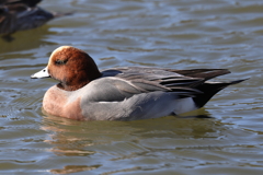 1月14日 明石公園 ５