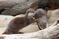 3月26日 王子動物園 27