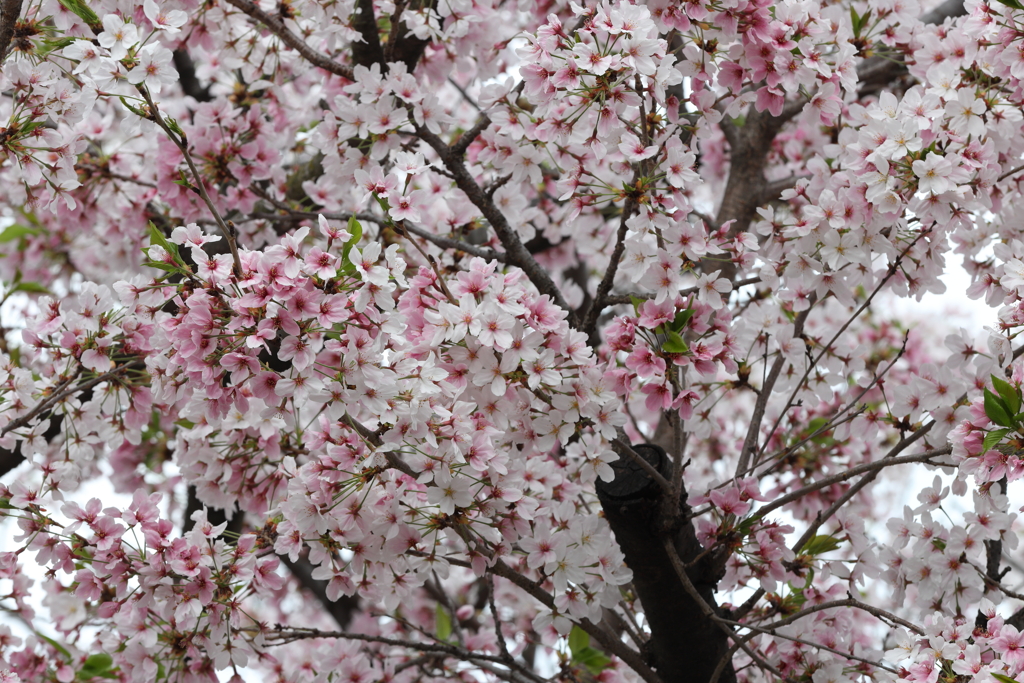 4月3日 夙川 ９