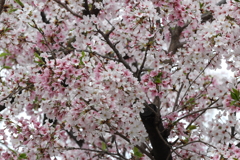 4月3日 夙川 ９