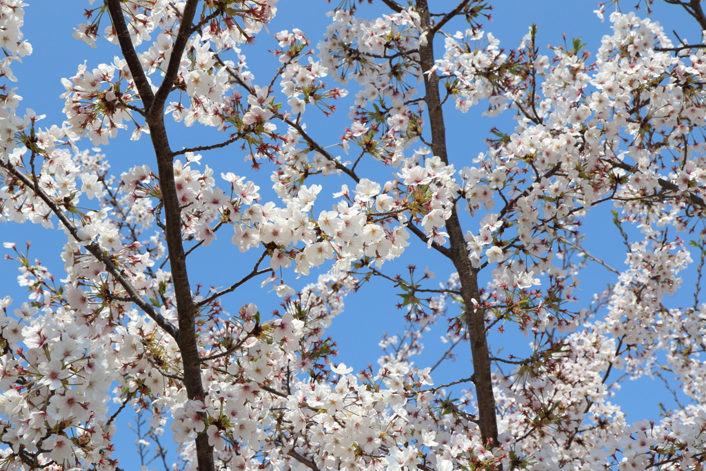 4月9日 散歩 13