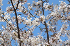 4月9日 散歩 13