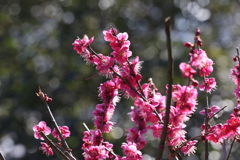 2月13日 岡本梅林公園 ７