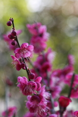 2月13日 岡本梅林公園 25