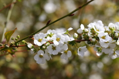 3月5日 岡本公園 39