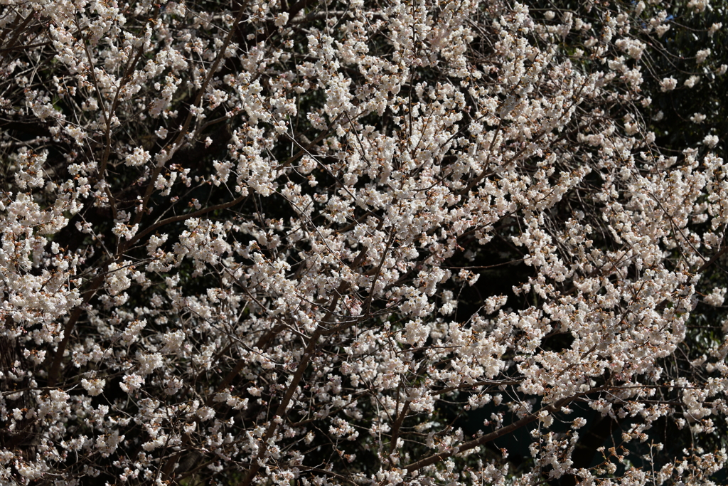 3月12日 箕面公園 ４