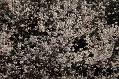 3月12日 箕面公園 ４