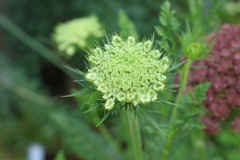 6月16日 明石公園 ７