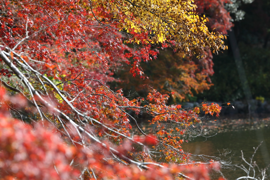 11月27日 明石公園 ７