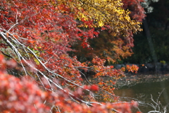 11月27日 明石公園 7 11月27日 明石公園 7