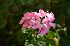 4月10日 散歩 16