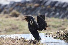 1月26日 夙川河川敷緑地 ７