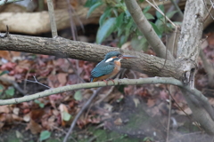 1月3日 明石公園 10