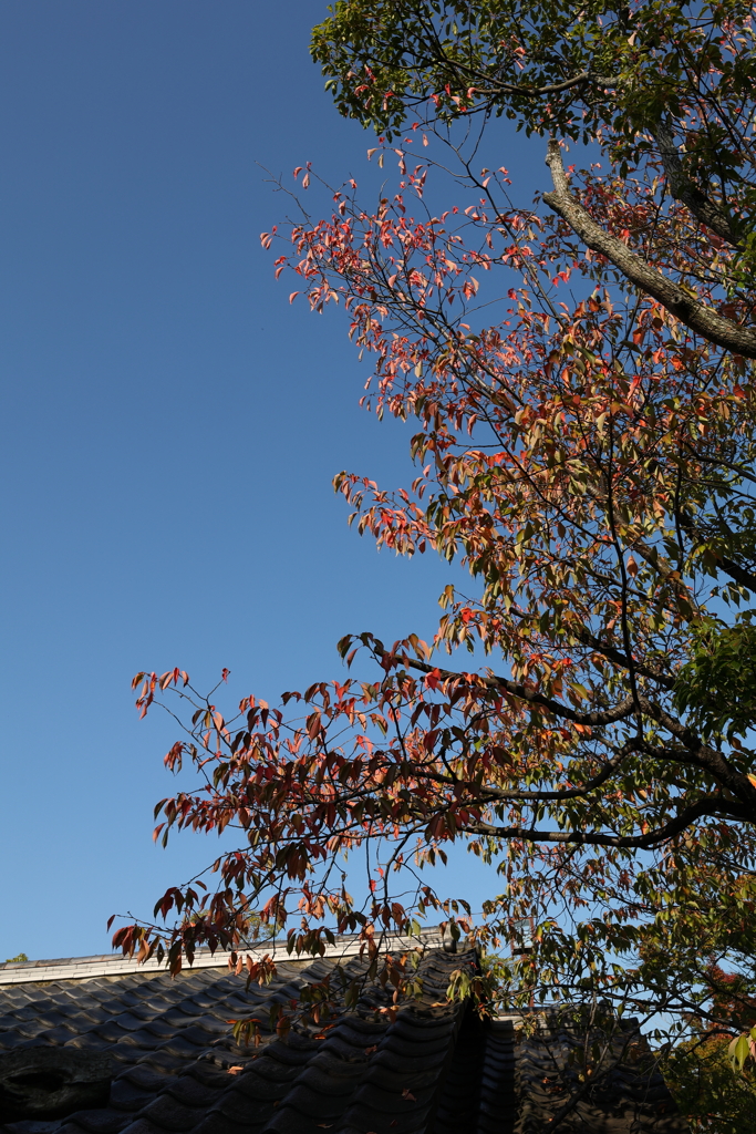 10月31日 相楽園 12