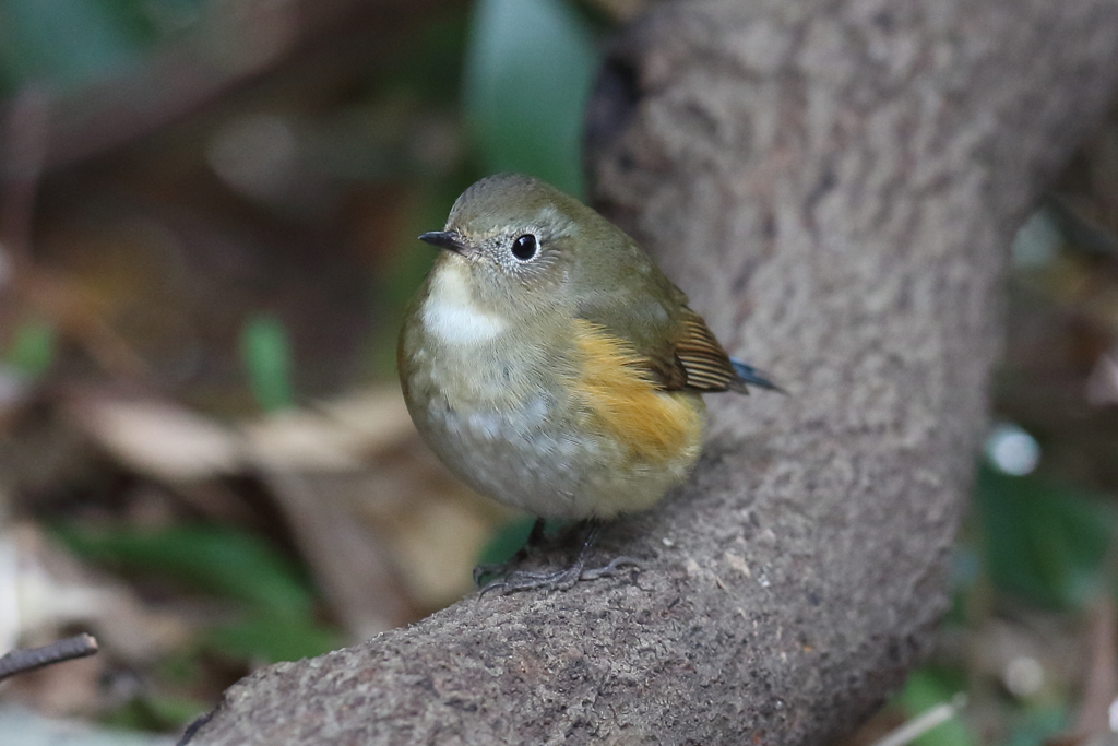 12月31日 明石公園 ８