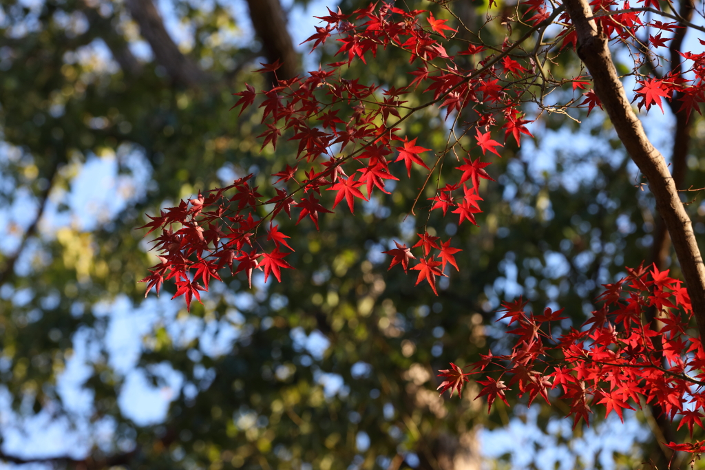 12月6日 須磨離宮公園 21