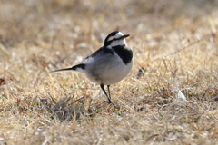 1月14日 明石公園 ４