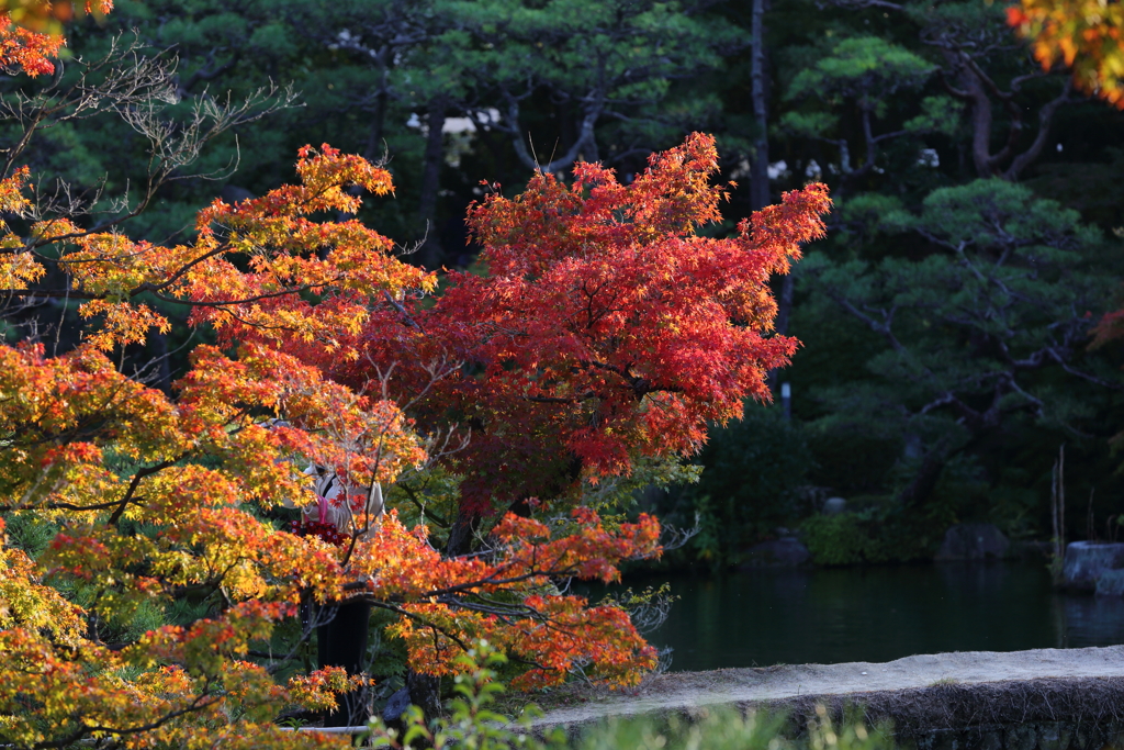 11月16日 相楽園 44