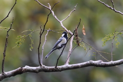 10月31日 明石公園 ４
