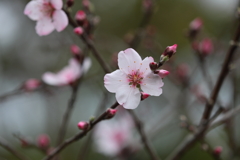 3月20日 布引ハーブ園 73
