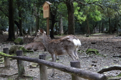 5月2日 奈良 22