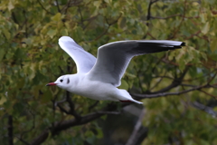 2月4日 明石公園 15