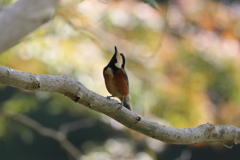 10月24日 明石公園 12
