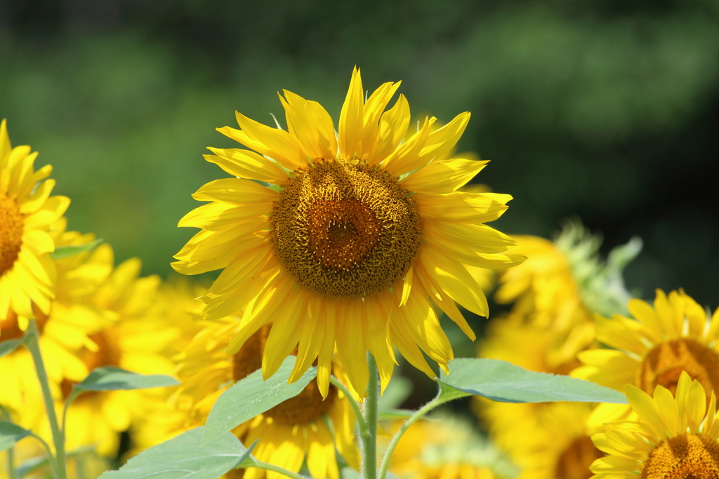 7月24日 服部緑地公園 ２